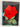 New Zealand Rose Annual 1994 by unknown