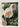 Old Roses and English Roses by David Austin