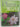 Cultivated plants of the world - trees shrubs climbers by Don Ellison