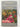 Encyclopedia of Rhododendron hybrids by Peter A. Cox & Kenneth Cox