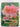 Gardening with ground covers by Una Van Der Spuy