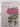 Plants of the bible by A W. Anderson