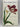 New Book of Flowers by Maria Sibylla Merian