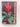 Bromeliads for Modern Living by Louis Wilson