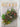 Complete Book of Herbs by Lesley Bremness