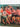 The Joy of Rugby by David Irvine