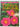 Trees and Shrubs for Your Garden by Meg Herd