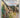 Britain in Colour by R. M. Lockley