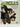 Jungles: A Natural History Guide for the Young by E.S. Ayensu [editor]