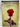 Shakespeare's Sonnets by William Shakespeare, Katherine Duncan-Jones