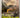Planet Dinosaur: the next generation of giant killers by BBC