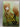 Spice and Wolf, Vol. 12 - light novel by Isuna Hasekura,Paul Starr