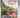 The Circus of Adventure (7) (Adventure series) by Enid Blyton, Rebecca Cobb