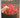 50 Great Curries of India by Camellia Panjabi