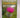 Gaelic English Dictionary by Dougal Buchanan
