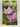 The New Zealand Plant Care Manual by Geoff Bryant, Stefan T. Buczacki