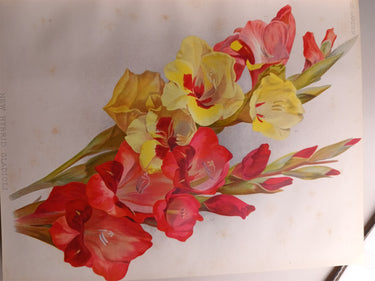 The Garden (7 Volumes - 1886 on) by The Garden