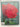 Print Books - The Red Poppy by Irmgard Lucht - Book Express