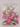 Print Books - Orchids by Frank Anderson - Book Express