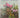 Better homes house plants by Leslie Johns (editor)