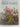 Better homes house plants by Leslie Johns (editor)
