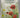 Flowers of the Countryside by Marjorie Blamey