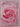 Roses rosees roses (New Zealand Gardener special edition) by NZ Gardener