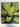 Bromeliads: for the Contemporary Garden by Andrew Steens