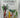 Vegetables (Pan Garden Plants.) by Martyn Rix, Roger Phillips