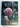 Garlic & Friends: The History, Growth & Use of Edible Alliums by Penny Woodward