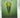 Greenlight, Learning For Life Dictionary by unknown