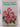 A family of roses by Sam Mcgredy, Sean Jennett