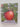 Print Books - The apple (Sunshine books) by Joy Cowley - Book Express