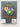 Print Books - The flypapers. Book one the Flytrap snaps. by Johanna Knox - Book Express