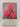 The Rhododendron and Camellia year book 1967 by unknown