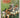 DB rugby annual  1980 by Bob Howitt (editor)