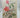 The Origins of Garden Plants by John Fisher