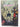 Cricket Volume 3 Number 2 by Unknown