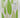 Green Tea: Haiku & Other Poetry by Jeanette Stace