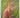 Beautiful Cats from Family Pets to Pedigrees by Howard Loxton