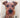 Legacy of the Dog: The Ultimate Illustrated Guide to Over 200 Breeds by Tetsu Yamazaki