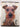 Legacy of the Dog: The Ultimate Illustrated Guide to Over 200 Breeds by Tetsu Yamazaki