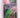 365 meditations for mothers of young children by Patricia D. Brown, Margaret Anne Huffman, Helen Hempfling Enari