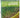 How to Grow Microgreens: Nature's Own Superfood by Fionna Hill