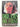 Dreams Die First by Harold Robbins
