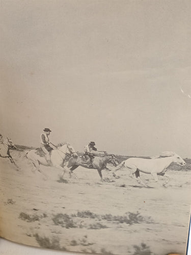 The Wild White Stallion by Albert Lamorisse