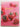 Essential Dessert Cookbook by Murdoch, Murdoch Books Pty Limited