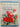 Look to the Rose by Sam McGredy