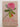 Tales of the Rose Tree : Ravishing Rhododendrons and Their Travels Around the World by Jane Brown
