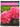 Scented Plants: Instant Reference to More Than 250 Plants by David Squire,Lucy Huntington